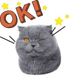 娱乐吃瓜猫的作品