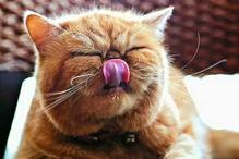 娱乐吃瓜猫的作品