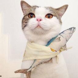 吃瓜娱乐酱抱枕猫